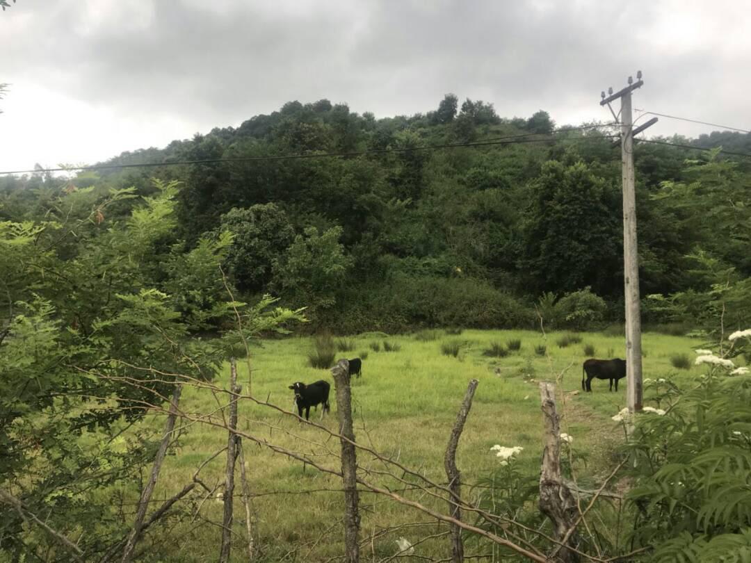 زمین پلاک یک جنگل موقعیت عالی برای شهرکسازی