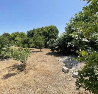  فروش باغ بابلسر